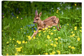 Canvas print Roe Deer fawn running in flower meadow, Normandy