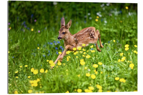 Gallery Print Rehkitz läuft durch Blumenwiese, Normandie