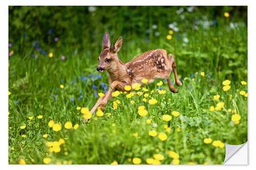 Wandsticker Rehkitz läuft durch Blumenwiese, Normandie