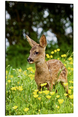 Aluminium print Roe Deer fawn in flower meadow, Normandy