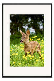 Gerahmter Kunstdruck Rehkitz in Blumenwiese, Normandie