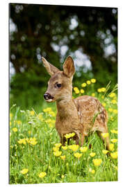 Gallery print Roe Deer fawn in flower meadow, Normandy