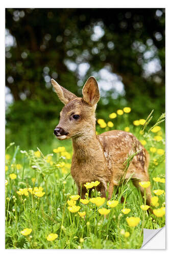 Naklejka na ścianę Roe Deer fawn in flower meadow, Normandy