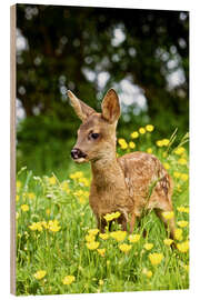 Quadro de madeira Roe Deer fawn in flower meadow, Normandy