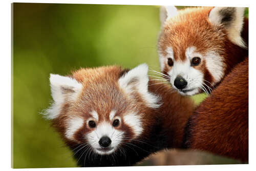 Acrylglas print Red Pandas