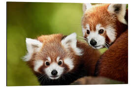 Aluminiumtavla Red Pandas