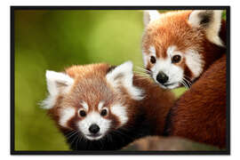Gerahmter Kunstdruck Kleine Pandas
