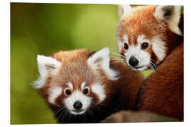 Cuadro de PVC Red Pandas