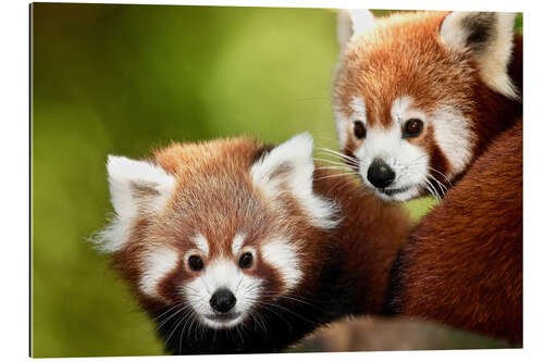 Gallery print Red Pandas