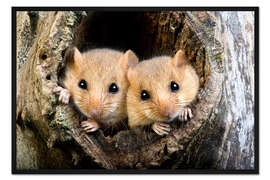 Gerahmter Kunstdruck Zwei Haselmäuse
