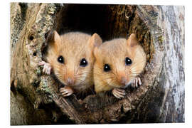 Stampa su PVC Common Dormouse pair, Normandy