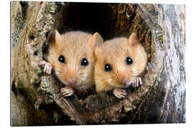 Gallery print Two dormouse