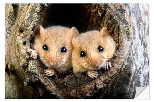 Naklejka na ścianę Two dormouse