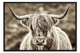 Gerahmter Kunstdruck Auge in Auge mit dem Hochlandrind