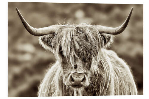 Foam board print Face to face with the highland cattle