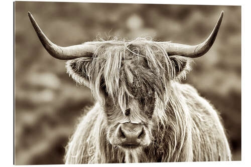 Galleriprint Face to face with the highland cattle