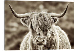 Gallery print Face to face with the highland cattle