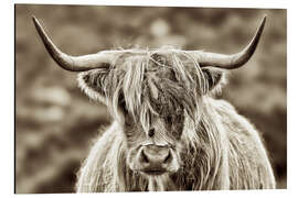 Magnettafel Auge in Auge mit dem Hochlandrind