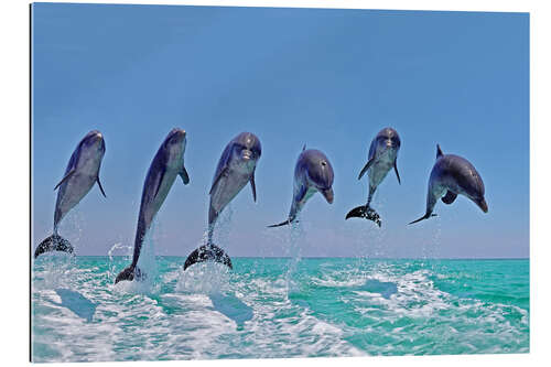 Gallery print 6 dolphins jump out of the water