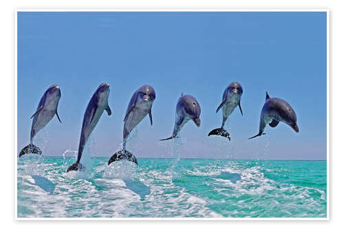 Poster Six dauphins sautant hors de l'eau