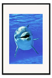 Gerahmter Kunstdruck Flipper - großer Tümmler