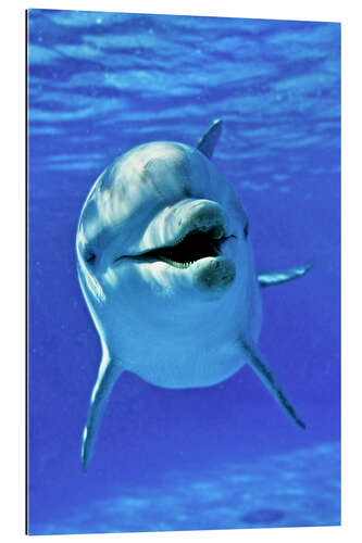 Gallery print Flipper - bottlenose dolphin