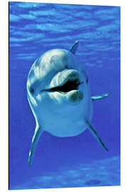 Magnettafel Flipper - großer Tümmler