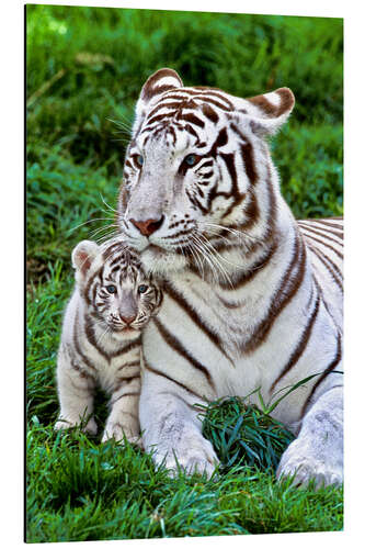 Aluminium print White tiger mother with child