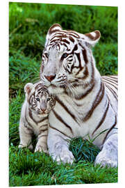 Tableau en PVC Maman tigre blanche et son petit