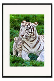 Gerahmter Kunstdruck Weisse Tigermutter mit Kind