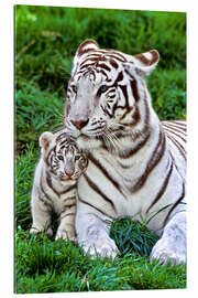 Gallery Print Weisse Tigermutter mit Kind