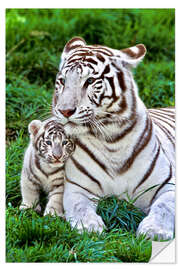 Selvklebende plakat White tiger mother with child