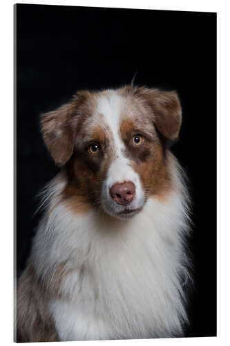 Quadro em acrílico Australian Shepherd 3