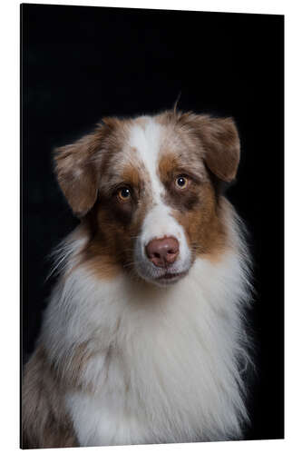 Obraz na aluminium Australian Shepherd 3