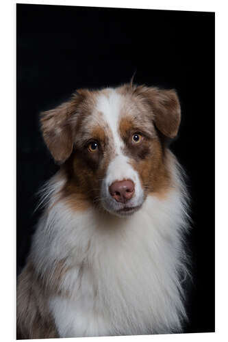 Foam board print Australian Shepherd 3