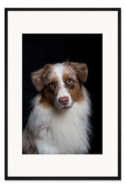 Gerahmter Kunstdruck Australian Shepherd 3