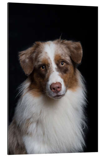 Gallery print Australian Shepherd 3