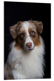 Cuadro de plexi-alu Australian Shepherd 3