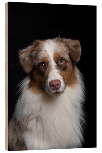 Holzbild Australian Shepherd 3