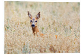 Foam board print deer