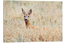 Gallery print deer