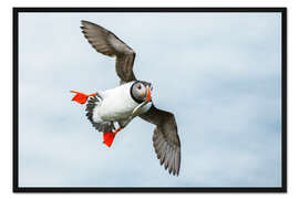Gerahmter Kunstdruck Papageitaucher im Anflug mit Fisch