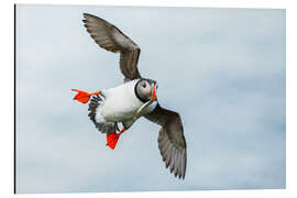 Magnettafel Papageitaucher im Anflug mit Fisch