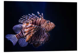 Aluminium print Lionfish