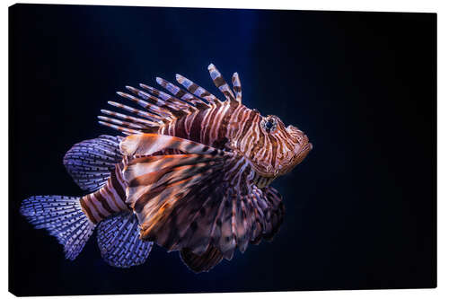 Canvas print Lionfish