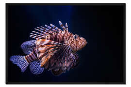 Gerahmter Kunstdruck Rotfeuerfisch