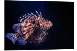 Gallery print Lionfish