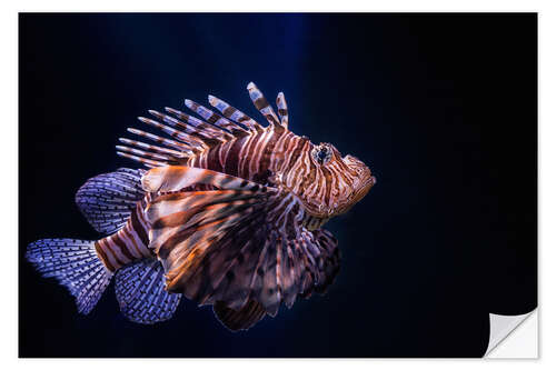 Selvklebende plakat Lionfish