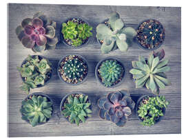 Tableau en verre acrylique Different succulents above the black wooden background