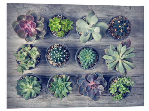 Cuadro de PVC Different succulents above the black wooden background